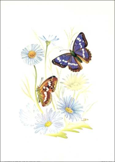 Available in size 5x7 inches