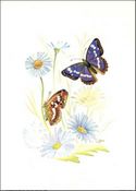 Available in size 5x7 inches
