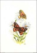 Available in size 5x7 inches